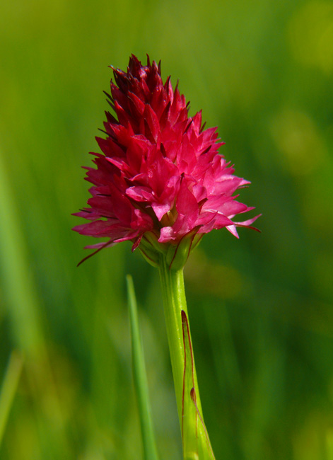 Nigritella rubra